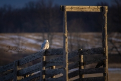 Snowy Owl 16