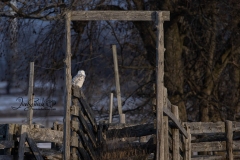Snowy Owl 15