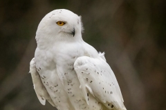 Snowy Owl 1