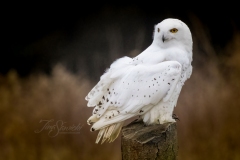Snowy Owl 21