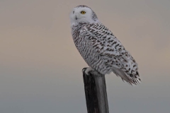 SUN SETTING PERCHED-SNOWY