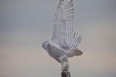 TALL-SNOWY-TAKEOFF