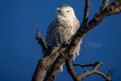 Snowy Owl 20
