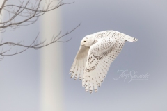 Snowy Owl 23