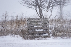 Snowy Owl 13