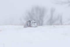 CROUCHING-SNOWY2