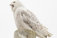 Snowy Owl 24