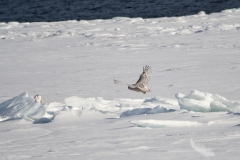 Snowy Owl 25