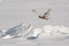 Snowy Owl 26