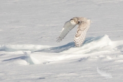 Snowy Owl 27