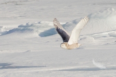 Snowy Owl 28