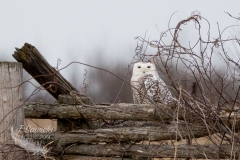 Snowy Owl 31