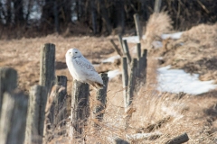 Snowy Owl 33
