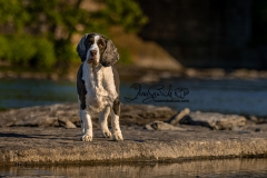 Shadow the Spaniel