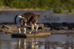 Shadow the Spaniel