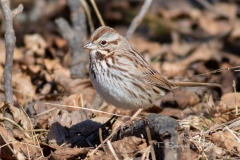 Song Sparrow