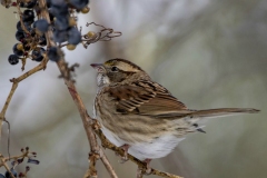 White Throated Sparrow 3