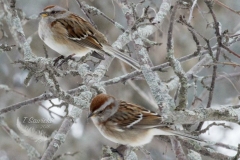 Tree Sparrow 3