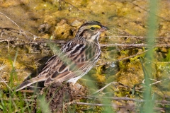 Savannah Sparrow 2