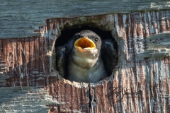Tree Swallow Chick 2