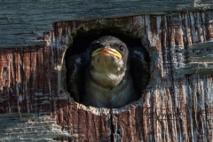 Tree Swallow Chick 3