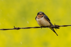 Grumpy Barn Swallow