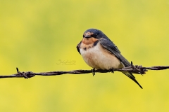 Barn Swallow 1