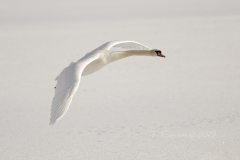 Mute Swan 16