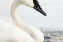 Trumpeter Swan 1