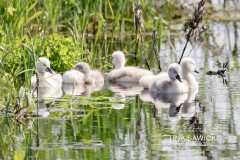 Mute Swan Cignets 7