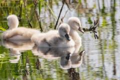 Mute Swan Cignets 5