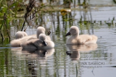 Mute Swan Cignets 2