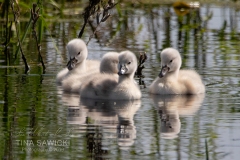 Mute Swan Cignets 3