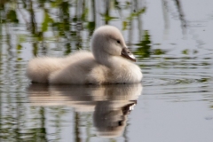 Mute Swan Cignets 6