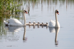 Mute Swan Family