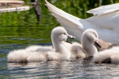 Mute Swan Cignets 12