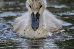 Mute Swan Cignets 10