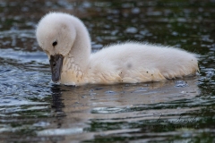 Mute Swan Cignets 11
