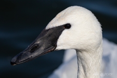 Trumpeter Swan 6