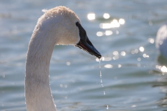 Trumpeter Swan 3
