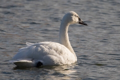 Tundra Swan 1