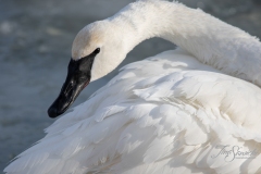 Trumpeter Swan 4