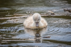 Mute Swan Cignets 1