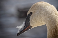 FLUFF TRUMPETER SWAN
