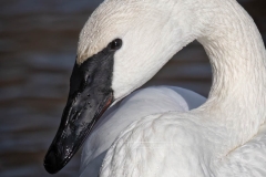 TRUMPETER SWAN PORTRAIT