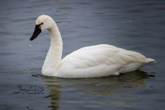 Tundra Swan 2