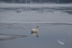 Mute Swan 4