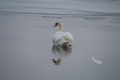 Mute Swan 1