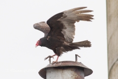Turkey Vulture 6