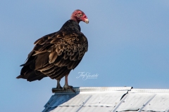 Turkey Vulture 4